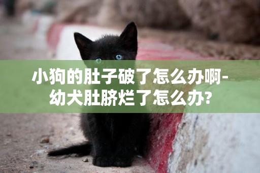 小狗的肚子破了怎么辦啊-幼犬肚臍爛了怎么辦?