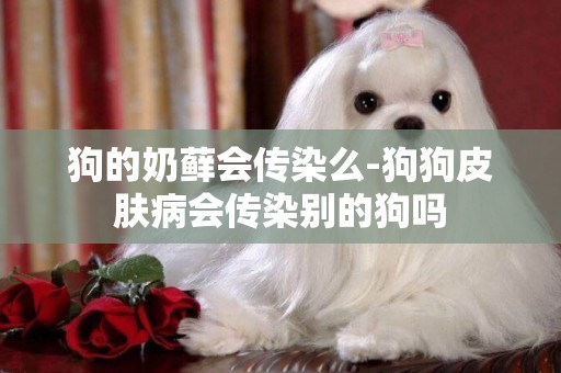 狗的奶蘚會傳染么-狗狗皮膚病會傳染別的狗嗎