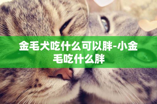 金毛犬吃什么可以胖-小金毛吃什么胖