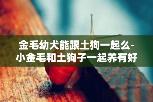 金毛幼犬能跟土狗一起么-小金毛和土狗子一起養有好處嗎