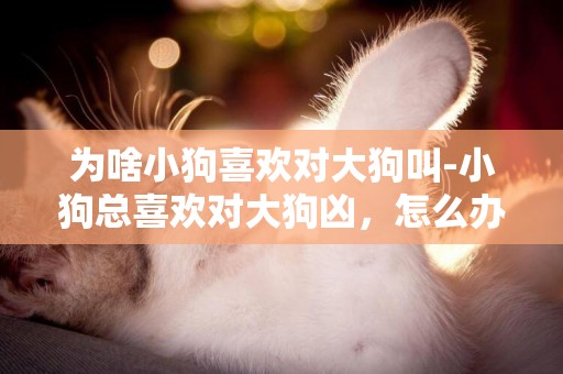 為啥小狗喜歡對大狗叫-小狗總喜歡對大狗兇，怎么辦呢