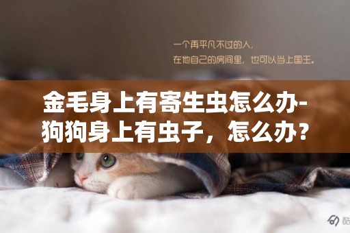 金毛身上有寄生蟲怎么辦-狗狗身上有蟲子，怎么辦？