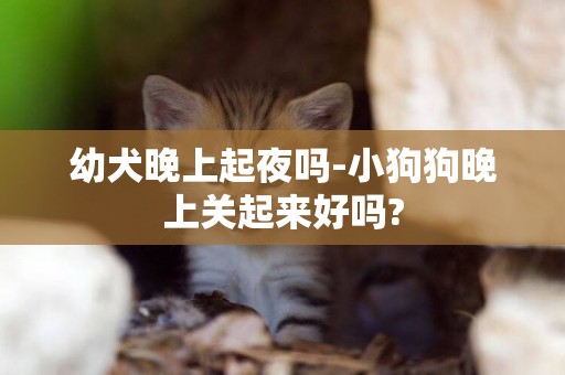 幼犬晚上起夜嗎-小狗狗晚上關起來好嗎?