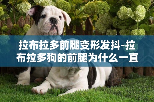 拉布拉多前腿變形發抖-拉布拉多狗的前腿為什么一直抖擻