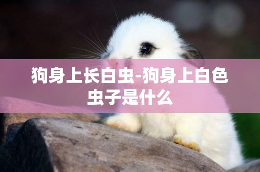 狗身上長白蟲-狗身上白色蟲子是什么
