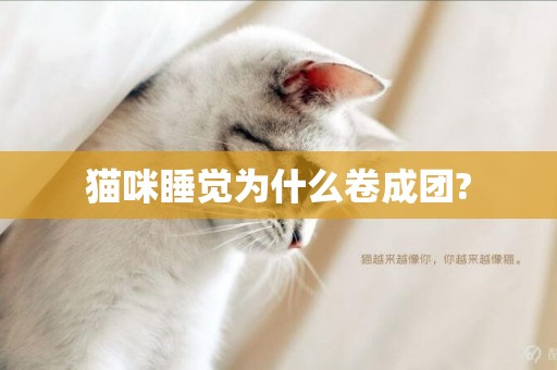 貓咪睡覺為什么卷成團?