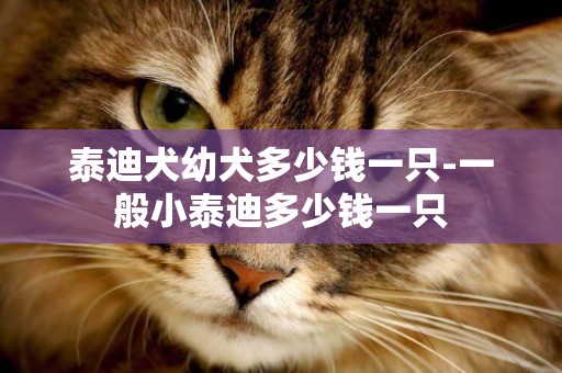 泰迪犬幼犬多少錢一只-一般小泰迪多少錢一只
