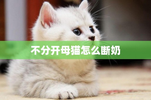 不分開母貓怎么斷奶