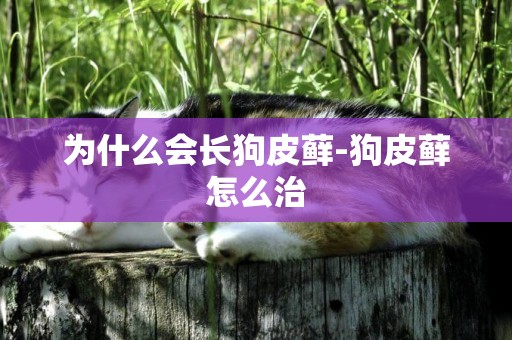 為什么會長狗皮蘚-狗皮蘚怎么治