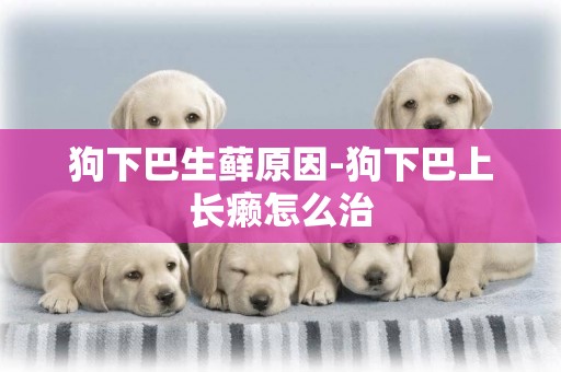 狗下巴生蘚原因-狗下巴上長癩怎么治