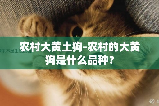 農村大黃土狗-農村的大黃狗是什么品種？