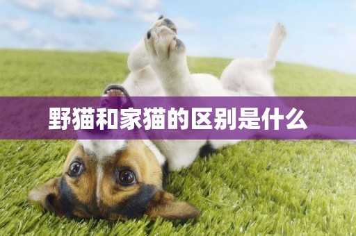 野貓和家貓的區別是什么
