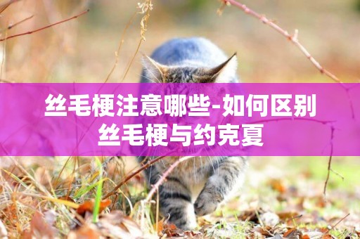絲毛梗注意哪些-如何區別絲毛梗與約克夏