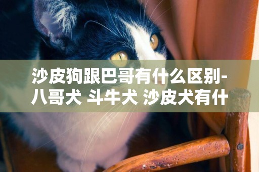 沙皮狗跟巴哥有什么區別-八哥犬 斗牛犬 沙皮犬有什么區別