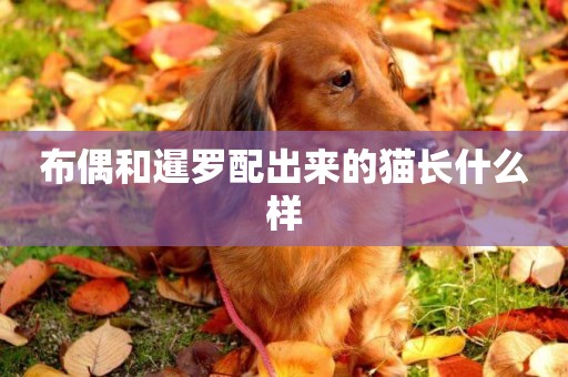 布偶和暹羅配出來的貓長什么樣