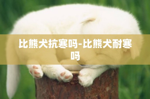比熊犬抗寒嗎-比熊犬耐寒嗎