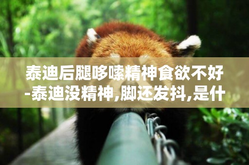 泰迪后腿哆嗦精神食欲不好-泰迪沒精神,腳還發抖,是什么情況