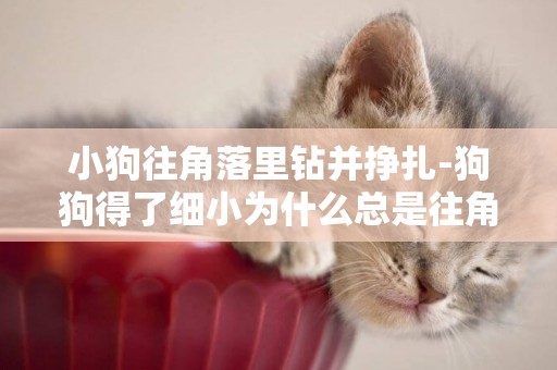 小狗往角落里鉆并掙扎-狗狗得了細小為什么總是往角落里鉆
