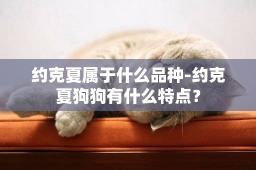 約克夏屬于什么品種-約克夏狗狗有什么特點？