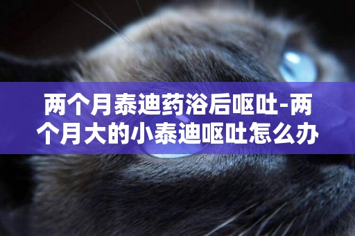 兩個月泰迪藥浴后嘔吐-兩個月大的小泰迪嘔吐怎么辦