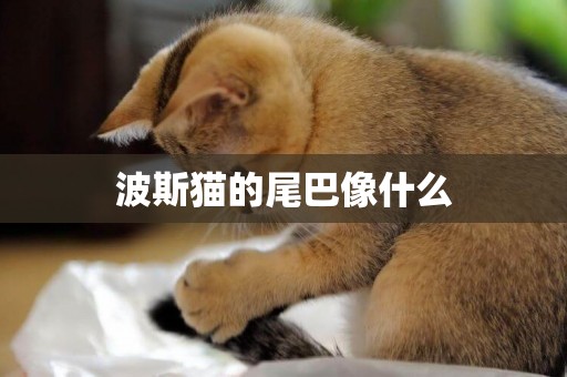 波斯貓的尾巴像什么