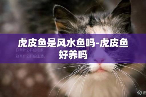 虎皮魚是風水魚嗎-虎皮魚好養嗎
