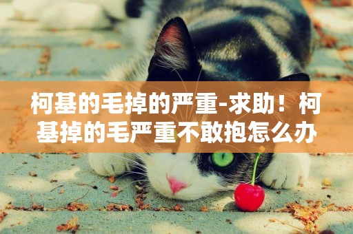 柯基的毛掉的嚴重-求助！柯基掉的毛嚴重不敢抱怎么辦？