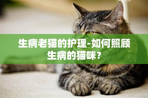 生病老貓的護理-如何照顧生病的貓咪？
