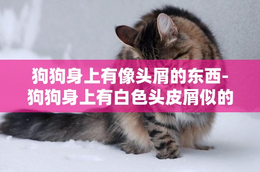 狗狗身上有像頭屑的東西-狗狗身上有白色頭皮屑似的東西