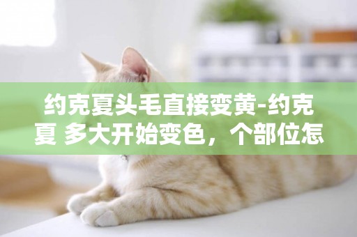 約克夏頭毛直接變黃-約克夏 多大開始變色，個部位怎么變色