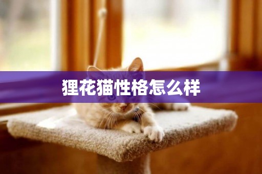 貍花貓性格怎么樣
