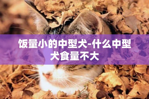飯量小的中型犬-什么中型犬食量不大