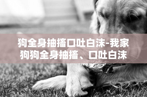 狗全身抽搐口吐白沫-我家狗狗全身抽搐、口吐白沫
