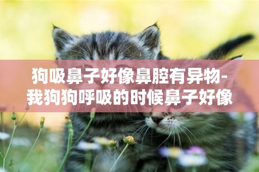 狗吸鼻子好像鼻腔有異物-我狗狗呼吸的時候鼻子好像老有東西堵住