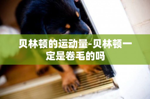 貝林頓的運動量-貝林頓一定是卷毛的嗎