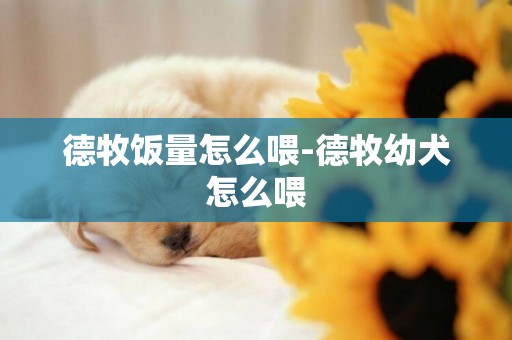 德牧飯量怎么喂-德牧幼犬怎么喂