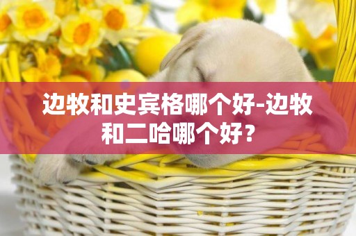 邊牧和史賓格哪個好-邊牧和二哈哪個好？