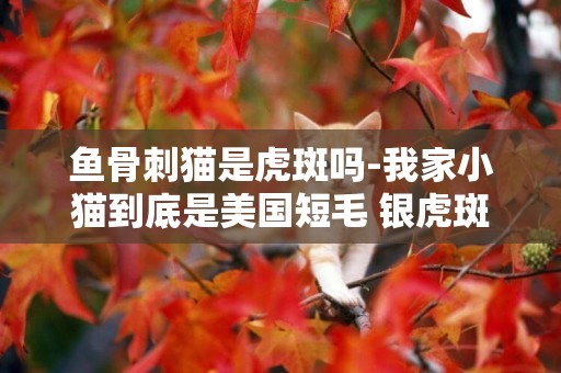 魚骨刺貓是虎斑嗎-我家小貓到底是美國短毛 銀虎斑、銀色漸層還是魚骨刺呢？ 這3種紋路究竟區別在哪？