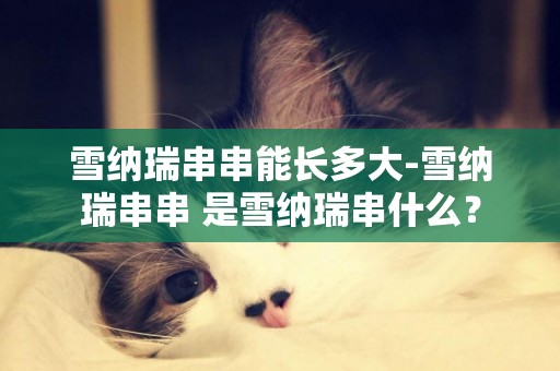 雪納瑞串串能長多大-雪納瑞串串 是雪納瑞串什么？