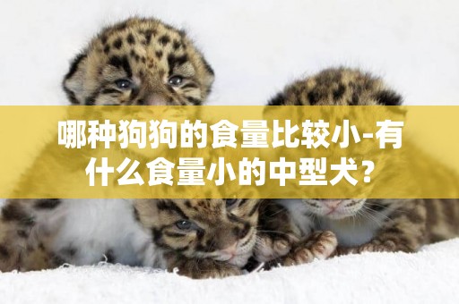 哪種狗狗的食量比較小-有什么食量小的中型犬？