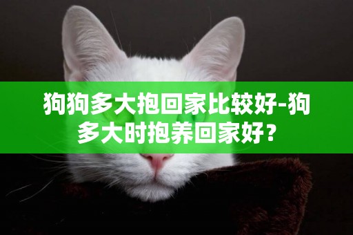 狗狗多大抱回家比較好-狗多大時抱養回家好？