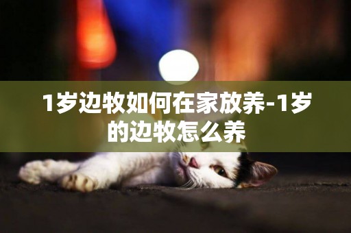 1歲邊牧如何在家放養-1歲的邊牧怎么養