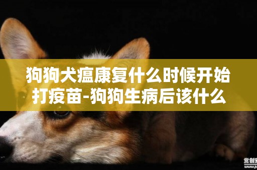 狗狗犬瘟康復什么時候開始打疫苗-狗狗生病后該什么時候打疫苗
