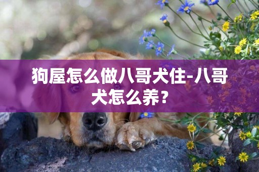 狗屋怎么做八哥犬住-八哥犬怎么養？