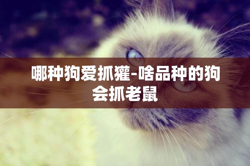 哪種狗愛抓獾-啥品種的狗會抓老鼠