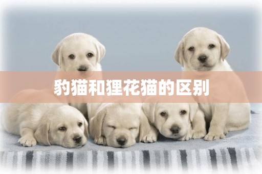 豹貓和貍花貓的區別