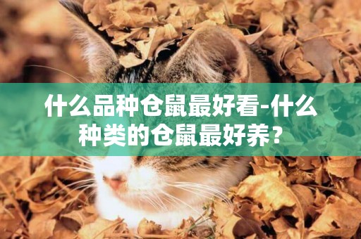 什么品種倉鼠最好看-什么種類的倉鼠最好養？