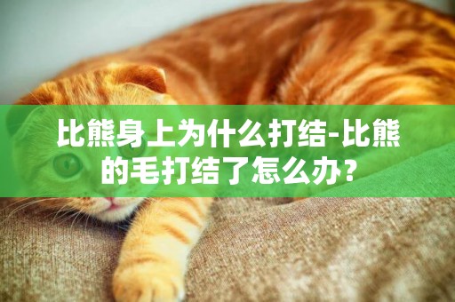比熊身上為什么打結-比熊的毛打結了怎么辦？