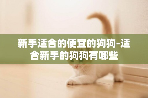 新手適合的便宜的狗狗-適合新手的狗狗有哪些