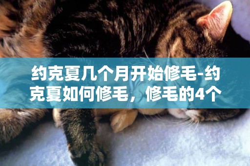 約克夏幾個月開始修毛-約克夏如何修毛，修毛的4個步驟